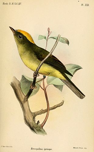 Saffron-crested tyrant-manakin